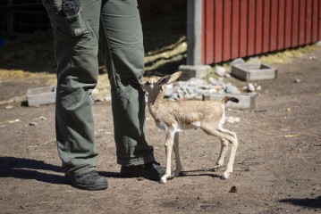 Persian gazelle fawn with zookeeper