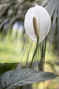 Flowers and plants in Amazonia: Peace Lily (Spathiphyllum sp.)
