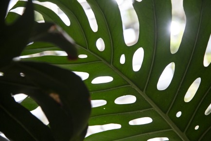 Flowers and plants in Amazonia: Swiss Cheese Plant (Monstera deliciosa)