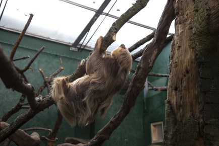 Hoffman's sloth "Coco"
