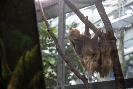 Hoffman's sloth "Coco"