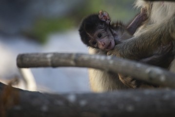 Baby berbery macaque in mom's arms