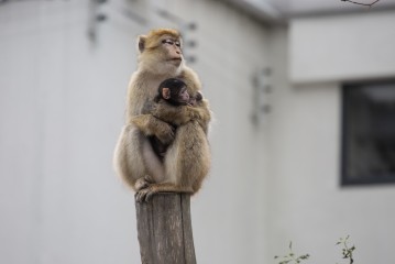 Barbary macaque and baby
