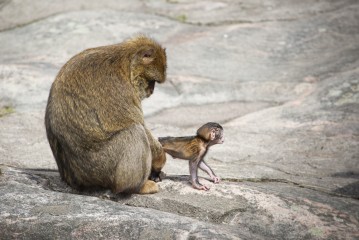 Male barbary macaque with baby