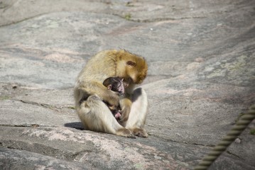 Barbary macaque and her baby