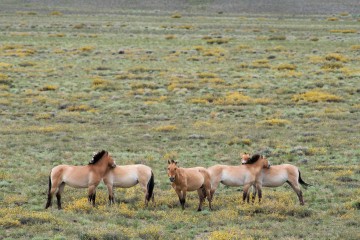 Hustai and the mares in Mongolia, July 2019