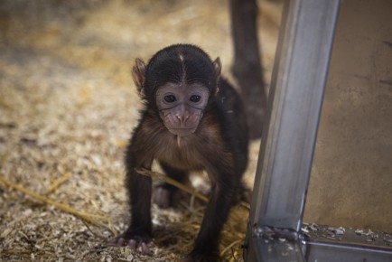 Macaque baby