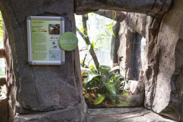 Crested geckos' new home in Africasia building