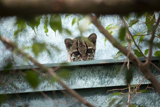Margay on top of her lair