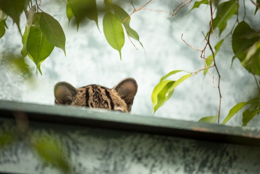 Margay on top of her lair