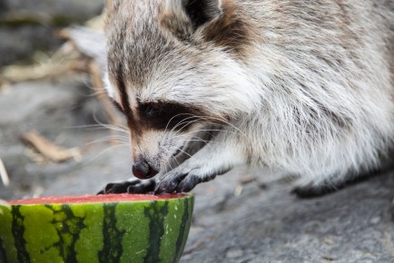 Raccoon enjoying frozen melon