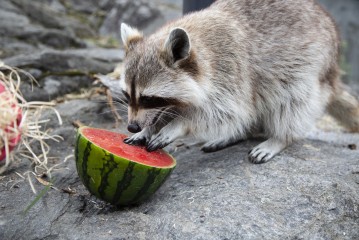 Raccoon enjoying frozen melon
