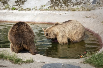 Bears looking for their treats