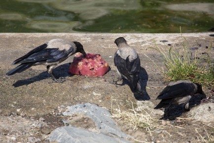 Crows eating the last bits of the treats