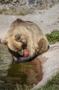 Bear enjoying her icy treat