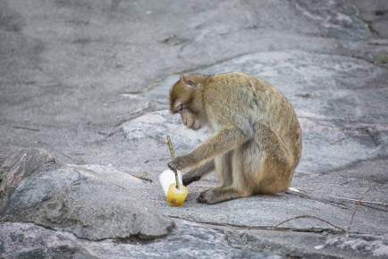 Barbary macaque exploring the icy treat