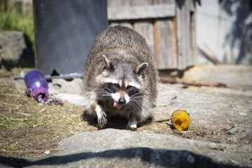 Raccoon eating an icy treat