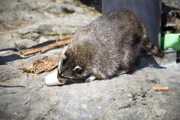 Raccoon eating an icy treat
