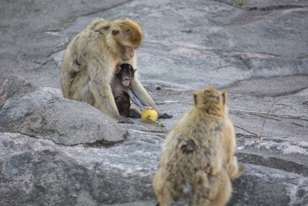 Barbary macaque baby and mother exploring the icy treat
