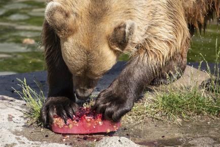 Bear enjoying her icy treat