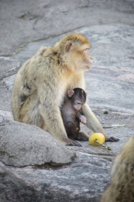 Barbary macaque baby exploring the icy treat