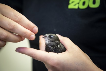 Common swift beind fed in Wildlife hospital