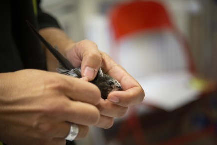 Inspecting common swift in Wildlife hospital