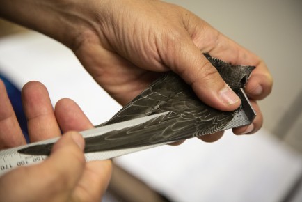 Measuring the wings of common swift in Wildlife hospital