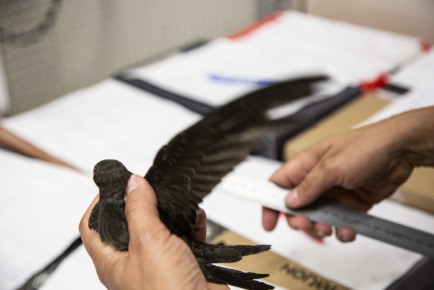 Measuring the wings of common swift in Wildlife hospital