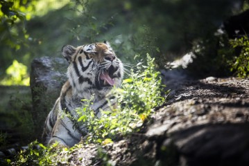 Female Amur tiger yawning