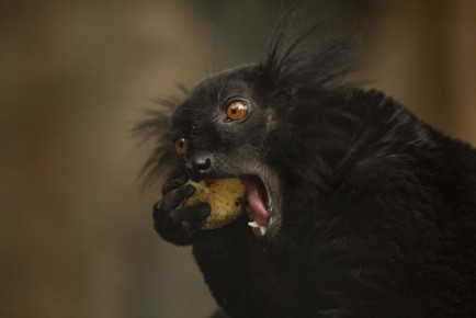 Black lemur male