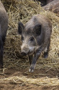 Wild boars and hay bales