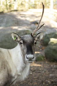 European forest reindeer with just one antler