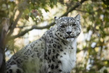 Snow leopard female