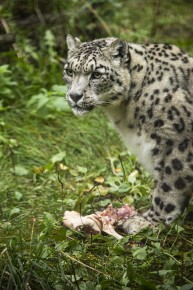 Snow leopard eating