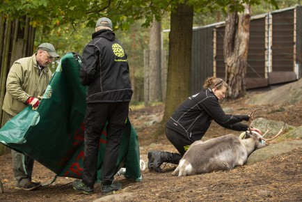 Moving female European forest reindeers for reintroduction project