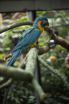 Blue-Throated Macaw female