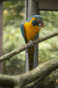 Blue-Throated Macaw male eating