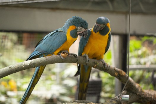 Blue-Throated Macaws