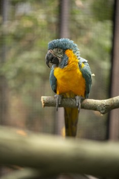 Blue-Throated Macaw female angry after the male stole her food