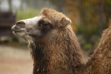 Young female camel