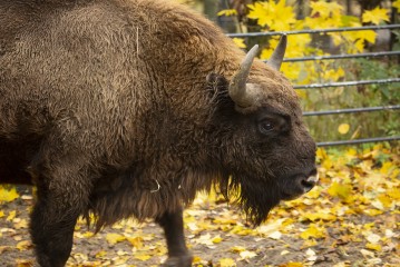 Young male European bison