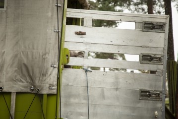Female camel peaking from the trailer