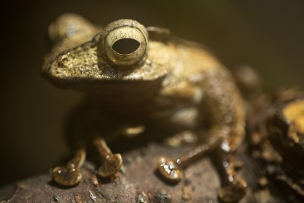 Bornean eared frog