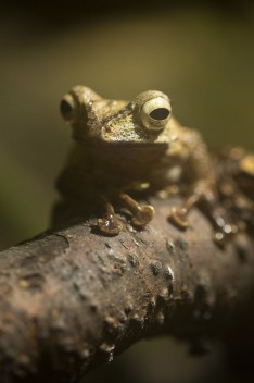 Bornean eared frog