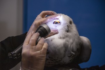 Wild snowy owl's injured eye under vet's examination