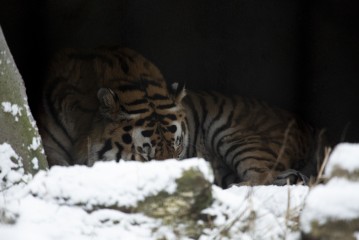 Amur tiger sleeping in a cave