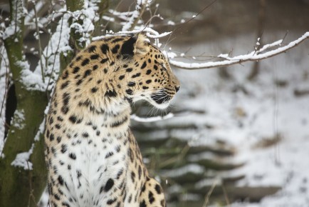 Male amur leopard in snow
