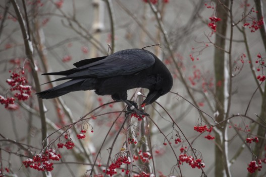 Raven eating rowan berries