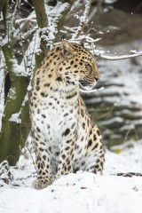 Male amur leopard in snow